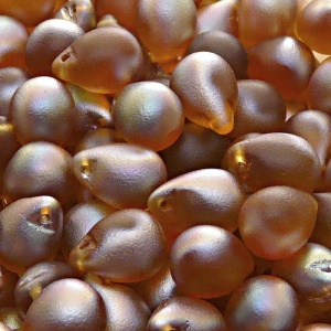 10pcs Czech Pressed Glass Teardrop Beads 10x14mm Topaz Celsian Matte
